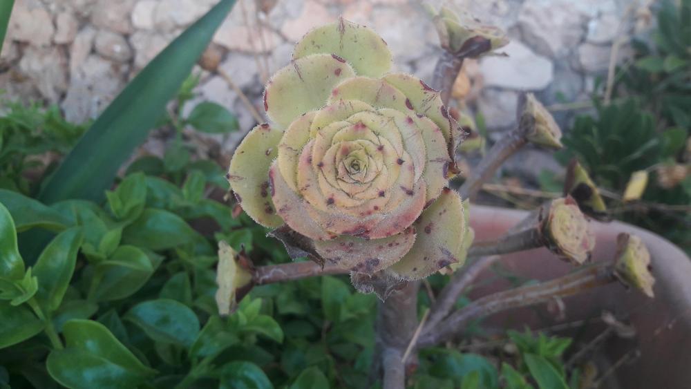 Photo of Aeonium (Aeonium arboreum) uploaded by skopjecollection