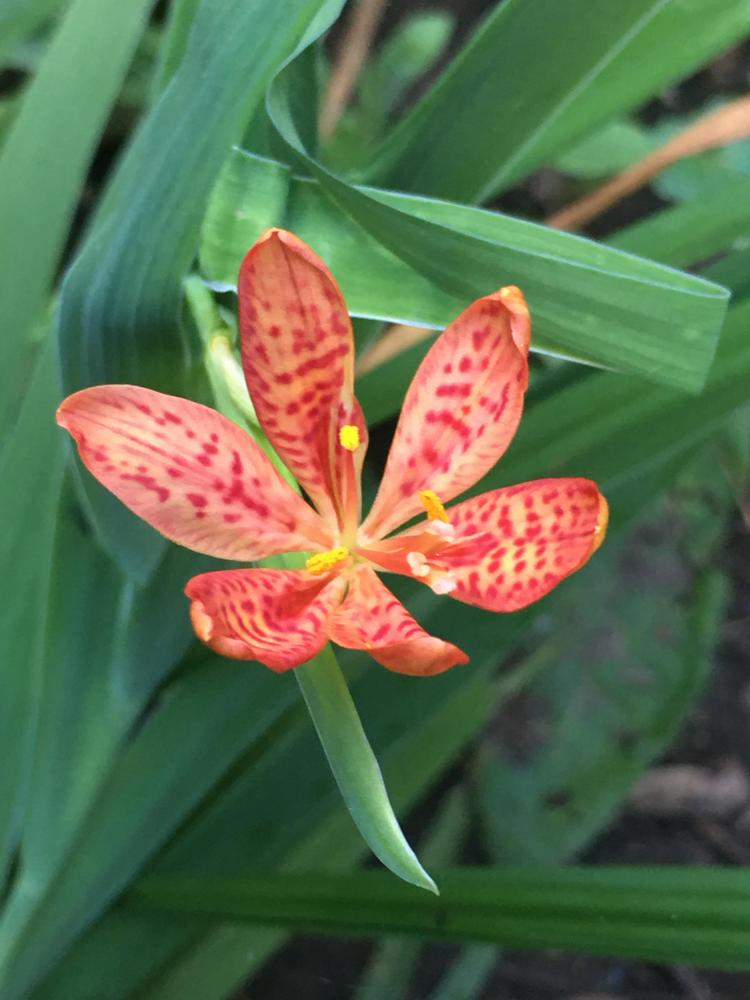 Photo of Species Iris (Iris domestica) uploaded by antsinmypants