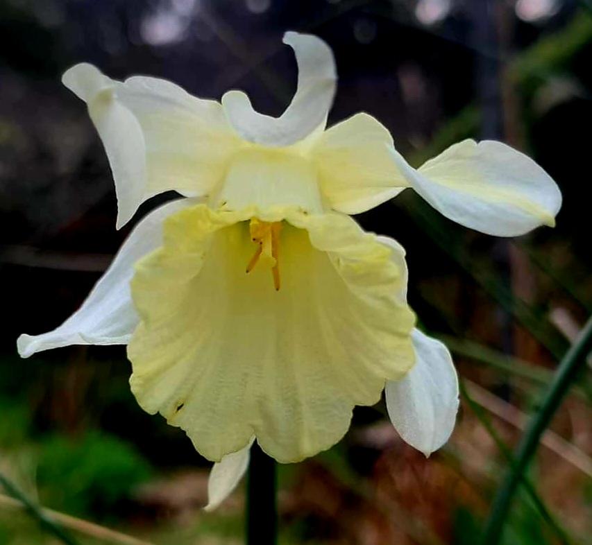 Photo of Species Daffodil (Narcissus moschatus) uploaded by gwhizz