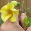 Yellow Waxbells (Kirengeshoma palmata 'Margarite').