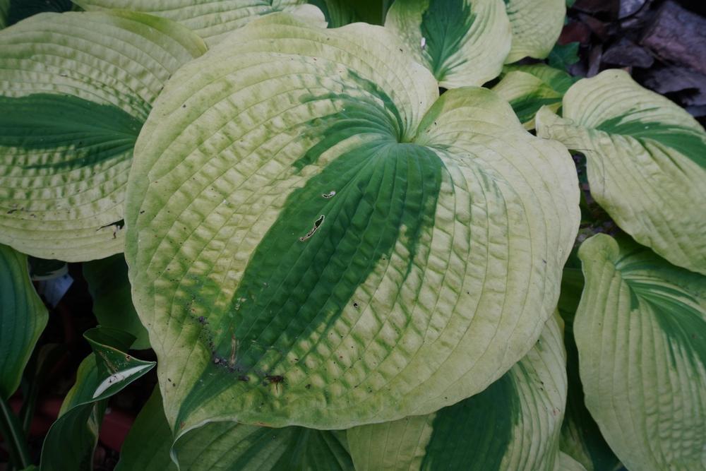 Photo of Hosta 'Afterglow' uploaded by D3LL