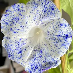Location: Wilmington, Delaware USA
Lovely blue speckled flower on this Japanese cultivar