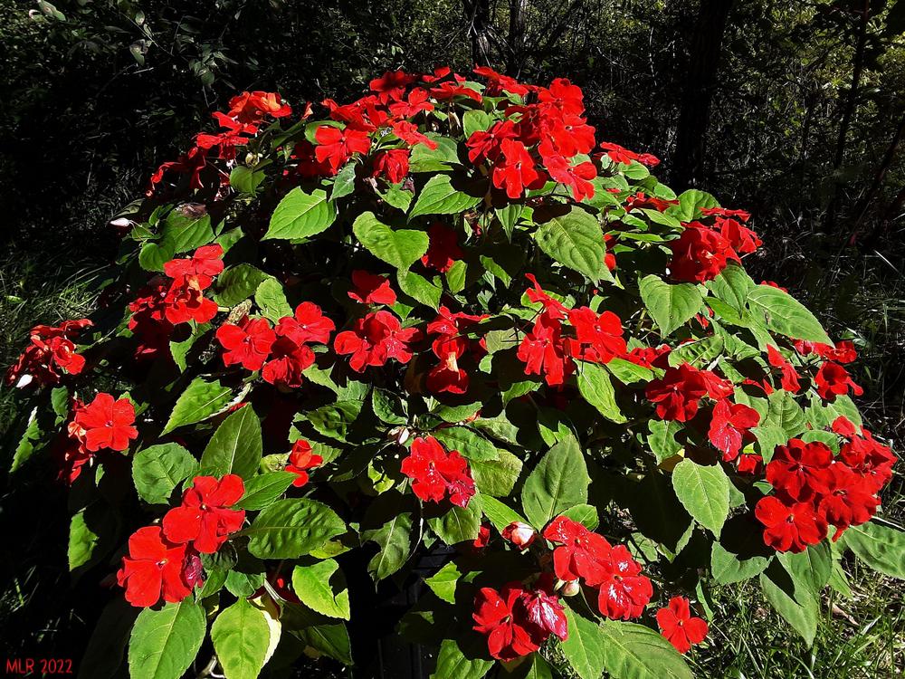 Photo of Busy Lizzy (Impatiens walleriana) uploaded by MLR11