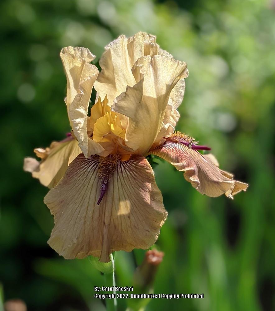 Photo of Tall Bearded Iris (Iris 'Thornbird') uploaded by Artsee1