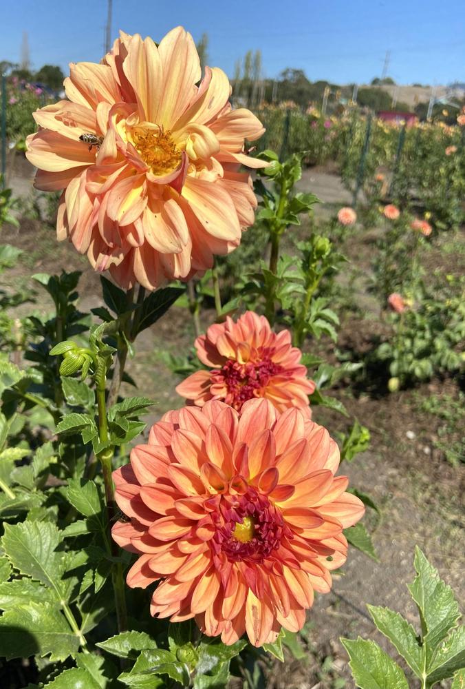 Photo of Dahlia 'Ferncliff Copper' uploaded by Calif_Sue