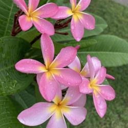 Location: My garden in Tampa, Florida
Date: 2022-09-23
Blooms of my seed-grown plumeria.