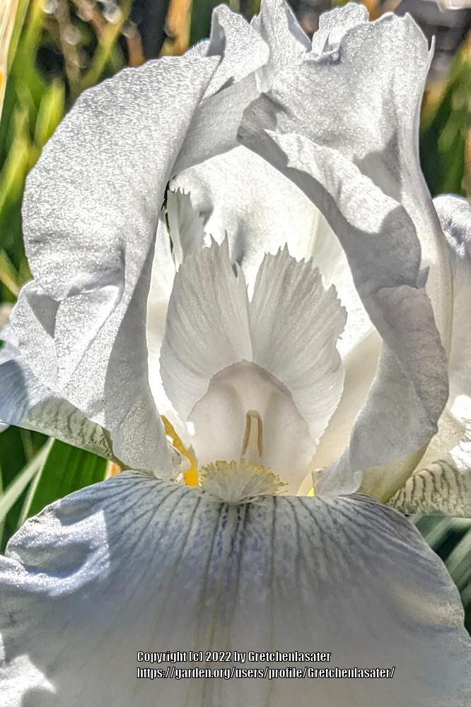 Photo of Tall Bearded Iris (Iris 'Immortality') uploaded by Gretchenlasater