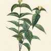 illustration [as Lonicera diervilla] by P. J. Redouté from Duham