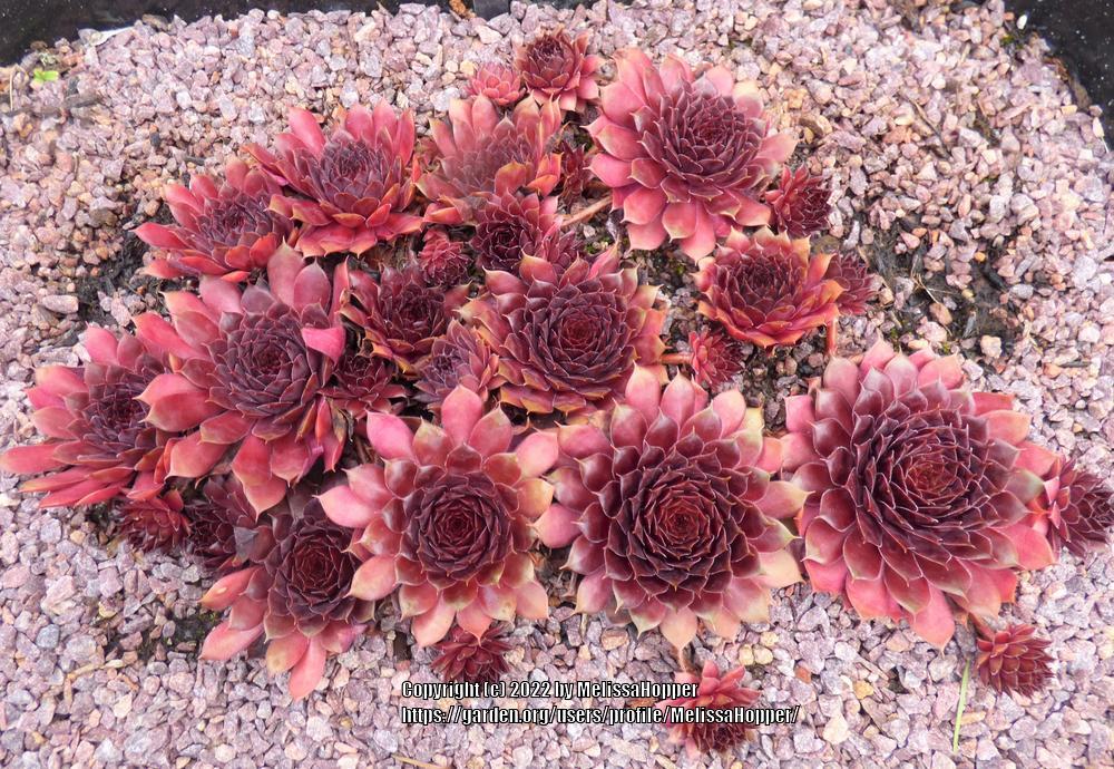 Photo of Hen and Chicks (Sempervivum 'Pepito') uploaded by MelissaHopper