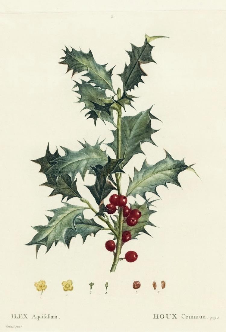 Photo of European Holly (Ilex aquifolium) uploaded by scvirginia