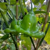 Bishop´s Crown aka Jamaican Bell pepper plant started from seed 