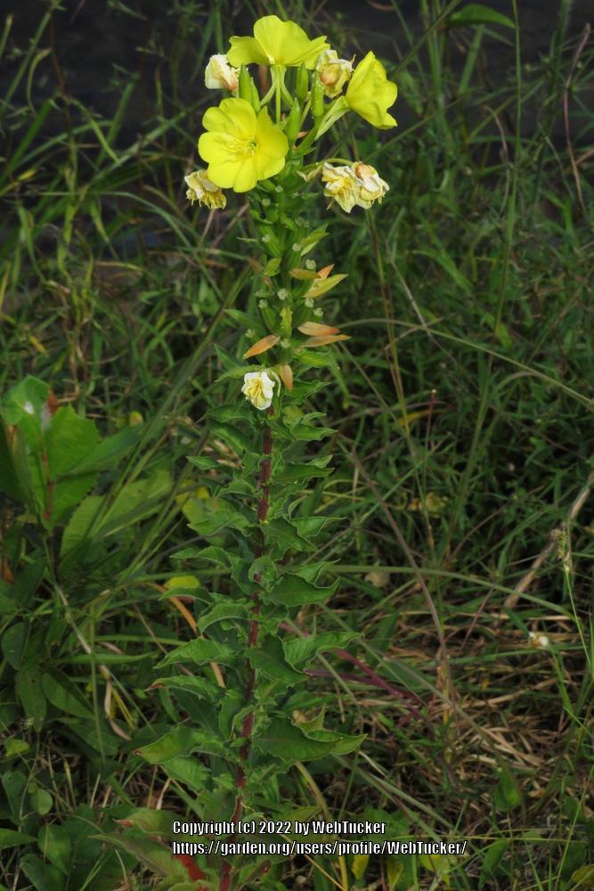 Photo of Common Evening Primrose (Oenothera biennis) uploaded by WebTucker