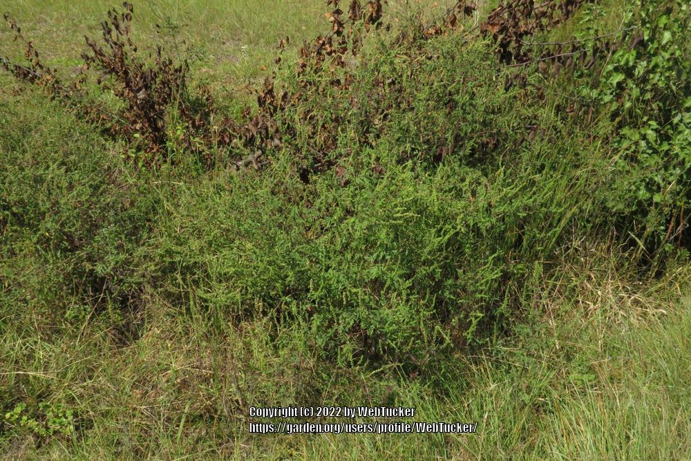 Photo of Common Ragweed (Ambrosia artemisiifolia) uploaded by WebTucker