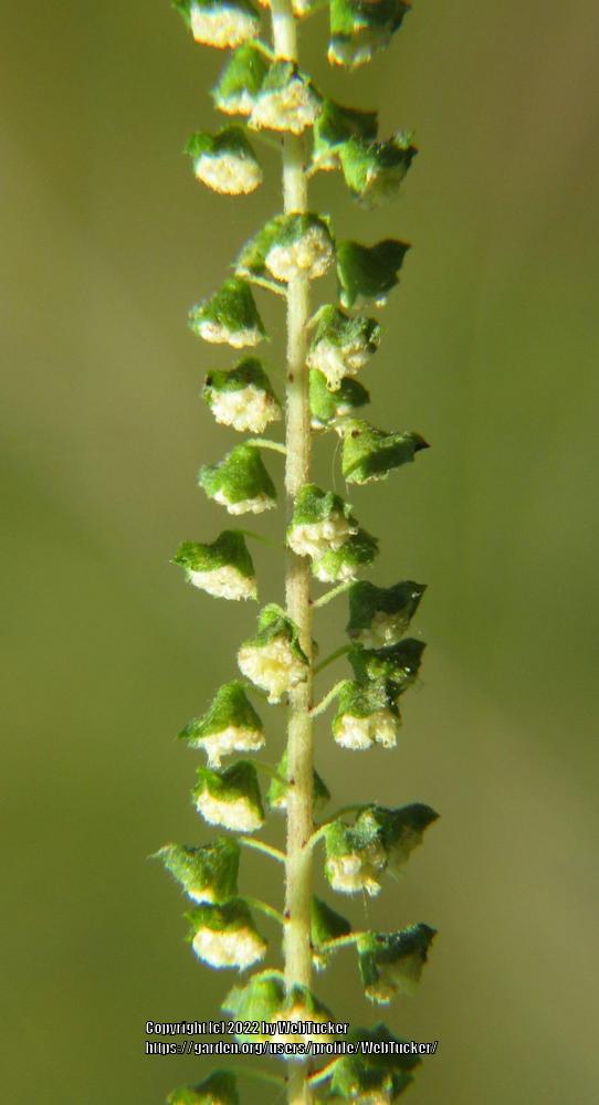 Photo of Common Ragweed (Ambrosia artemisiifolia) uploaded by WebTucker