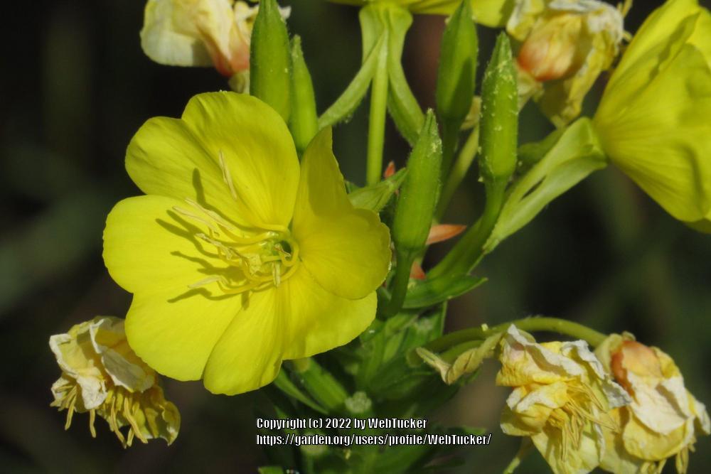 Photo of Common Evening Primrose (Oenothera biennis) uploaded by WebTucker
