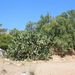 Location: Crete - Rethymno
Date: 2022-06-02
Invasive species throuhout the Middleterranean.