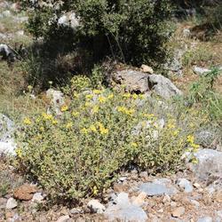 Location: Crete - Mili Gorge
Date: 2022-05-28
Or Ph. cretica - hard to tell apart