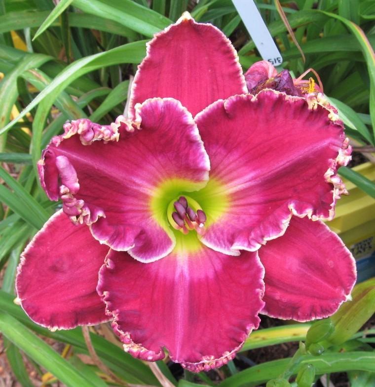 Photo of Daylily (Hemerocallis 'Cimarron Rose') uploaded by Sscape