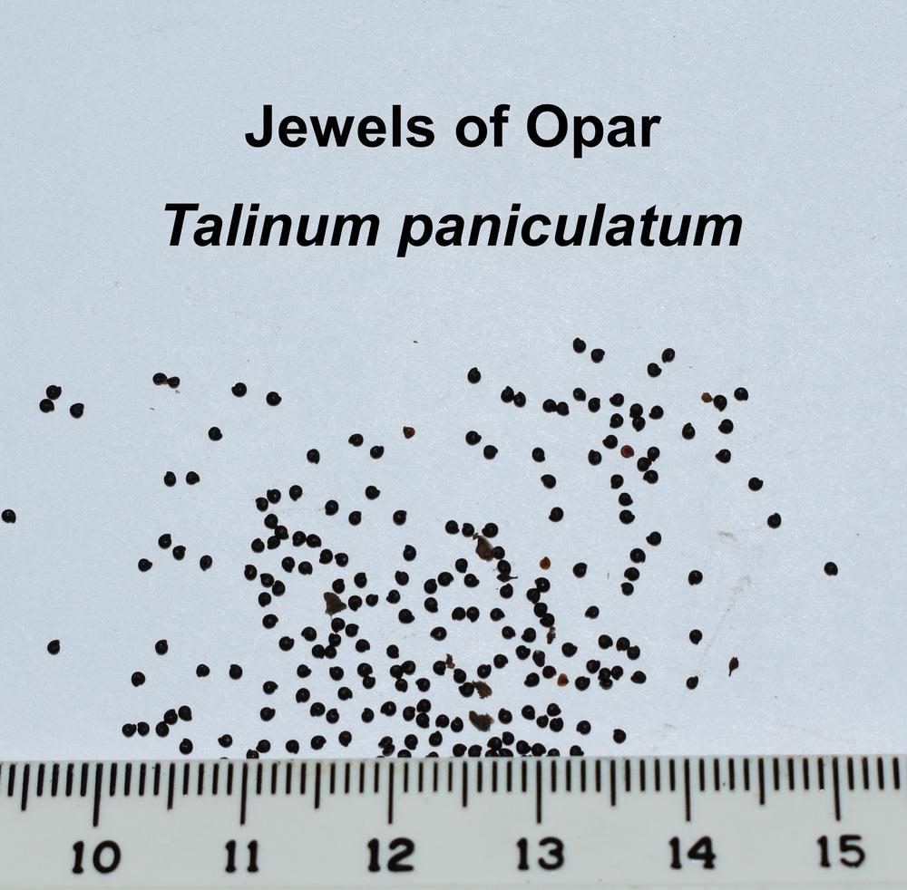 Photo of Jewels of Opar (Talinum paniculatum) uploaded by mmolyson