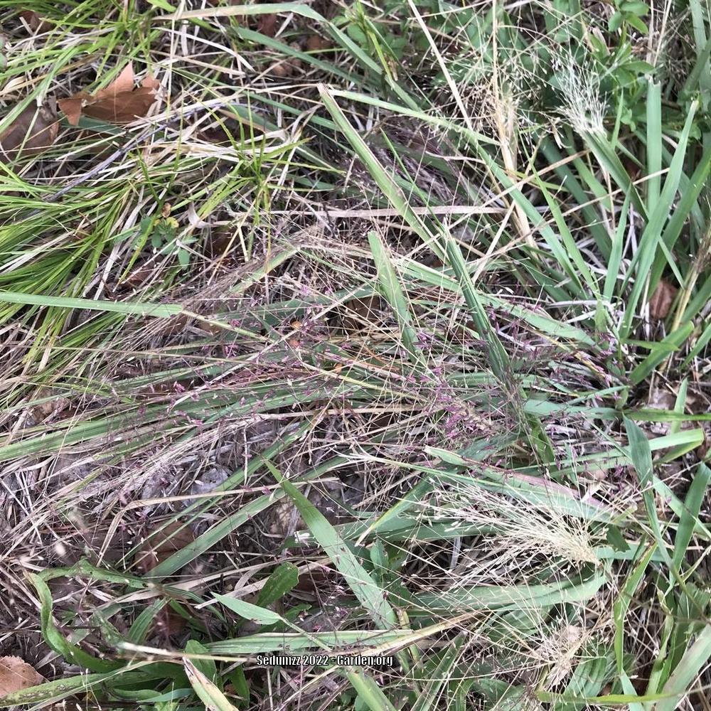 Photo of Purple Lovegrass (Eragrostis spectabilis) uploaded by sedumzz