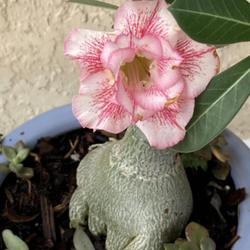 Location: My garden in Tampa, Florida
Date: 2022-09-29
My grafted desert rose, nicknamed, "The Hand" rebloomed today  an