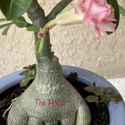 Location: My garden in Tampa, Florida
Date: 2022-09-29
My grafted desert rose, nicknamed, “The Hand”, such an unusua
