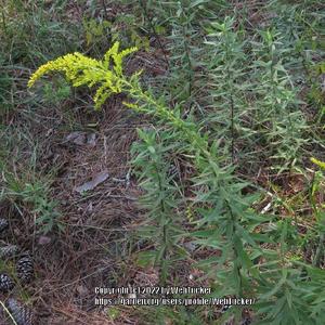 Tall Goldenrod #341; RAB page 1092, 179-50-30; AG page 251, 55-17