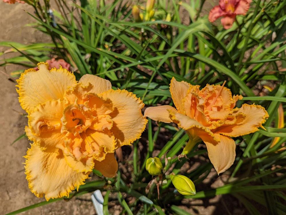Photo of Daylily (Hemerocallis 'Prickly All Over') uploaded by Hembrain