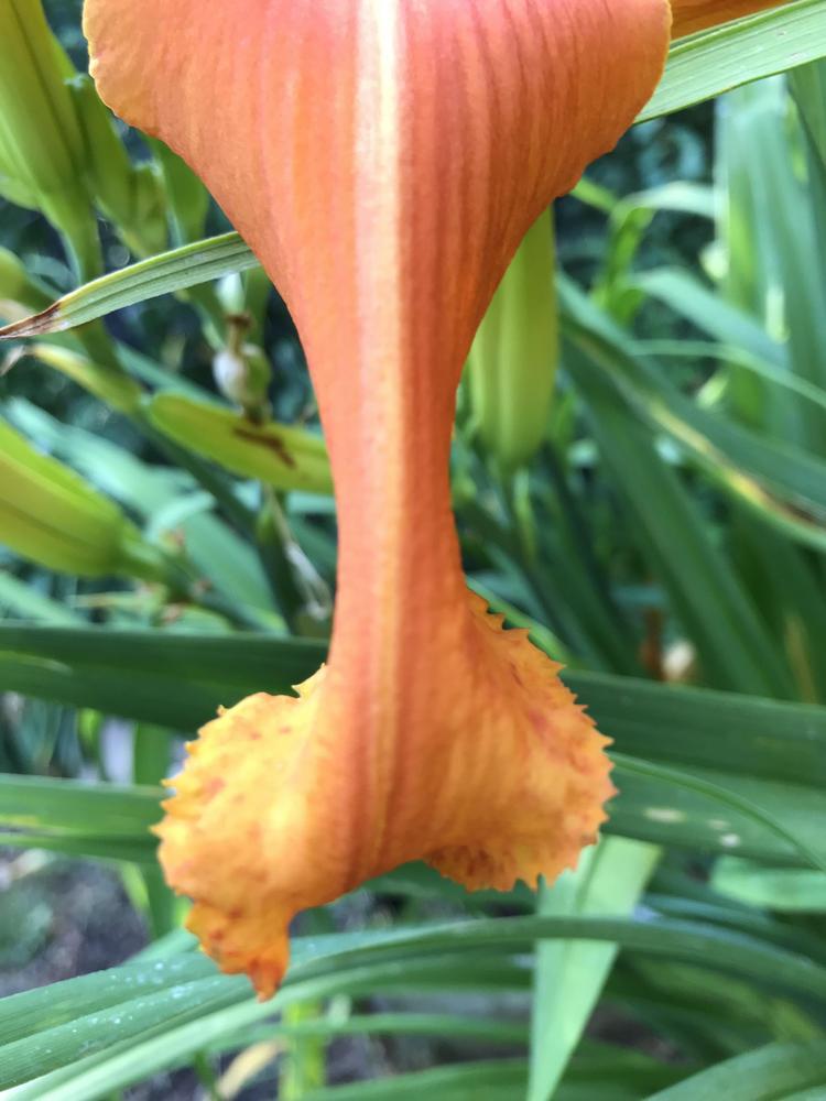 Photo of Daylily (Hemerocallis 'Orange Clown') uploaded by holh2o