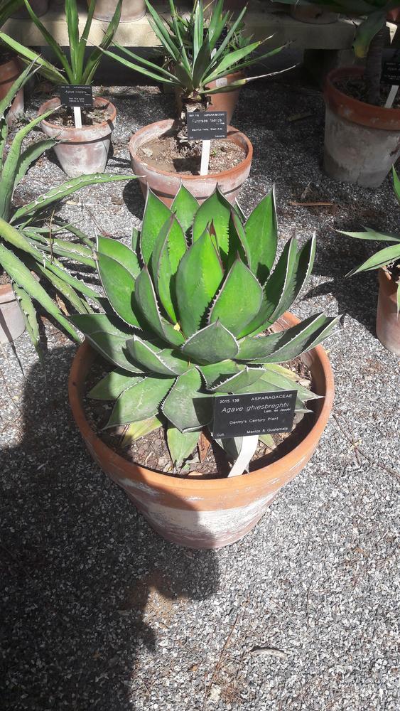 Photo of Shaw's Agave (Agave shawii) uploaded by skopjecollection