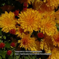 Location: Halls of Heddon nursery Northumberland England UK 
Date: 2022-10-02
Cushion Mum (Chrysanthemum 'Triumph')