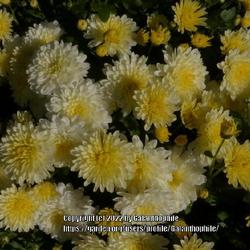 Location: Halls of Heddon nursery Northumberland England UK 
Date: 2022-10-02
Cushion Mum (Chrysanthemum 'Nicole')