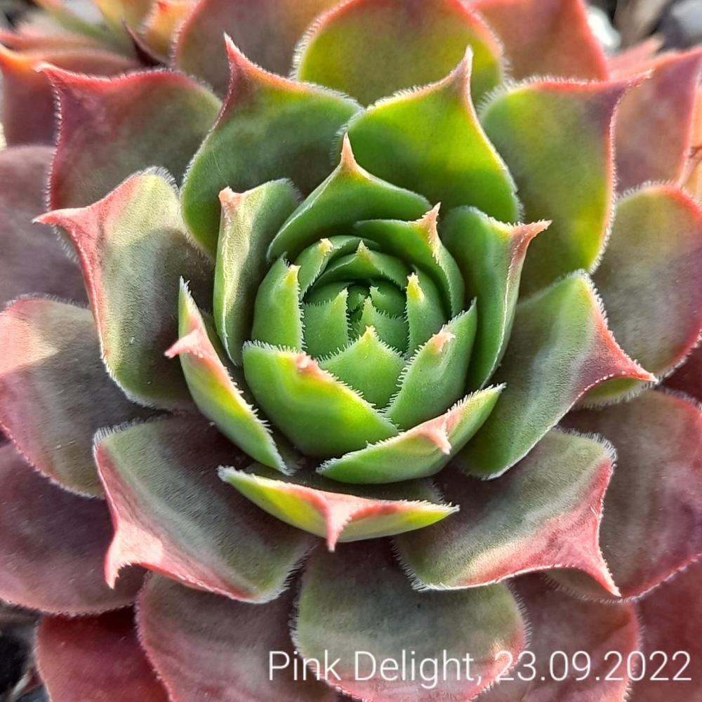 Photo of Houseleek (Sempervivum 'Pink Delight') uploaded by MS_Wegener