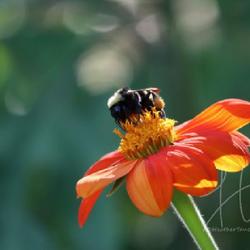 Location: Central FL
Date: April 2022
Large bumblebee enjoying a 'Torch" tithonia rotundifolia bloom. T