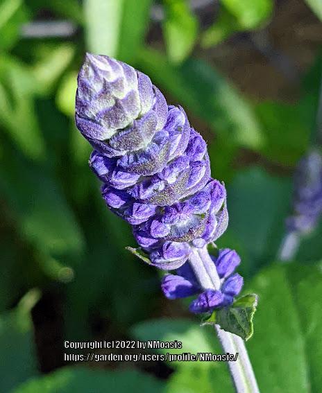 Photo of Sage (Salvia Mystic Spires) uploaded by NMoasis