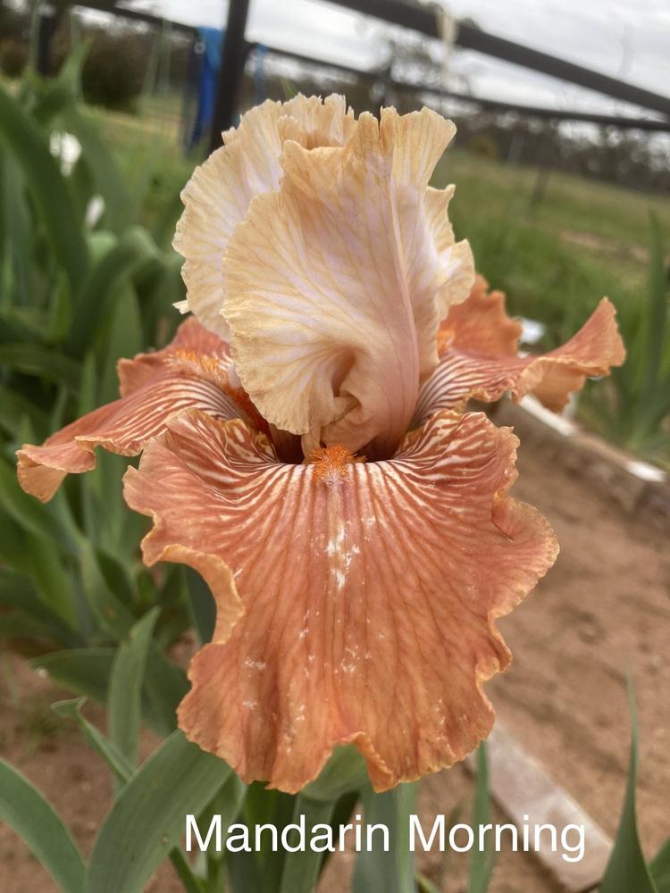 Photo of Tall Bearded Iris (Iris 'Mandarin Morning') uploaded by Tullyveairis