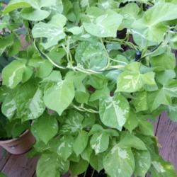 Location: Wilmington, Delaware USA
Date: 2016-08-04
Cultivar name is Other World