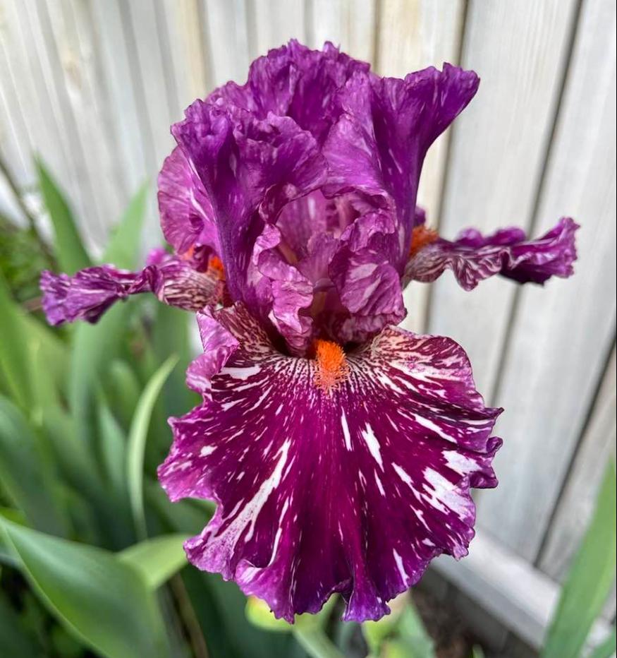 Photo of Tall Bearded Iris (Iris 'Peekaboo Zebu') uploaded by MaryDurtschi
