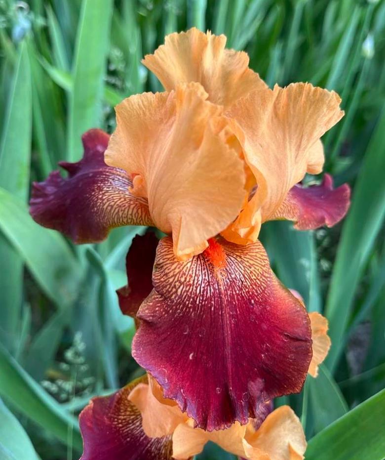 Photo of Tall Bearded Iris (Iris 'Iwan'a Iguana') uploaded by MaryDurtschi