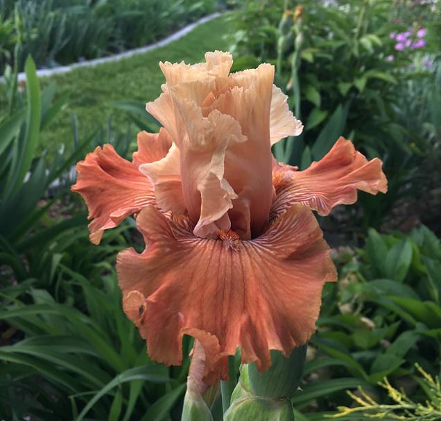 Photo of Tall Bearded Iris (Iris 'Mandarin Morning') uploaded by MaryDurtschi