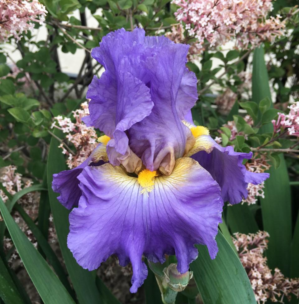 Photo of Tall Bearded Iris (Iris 'Juke Box Hero') uploaded by MaryDurtschi