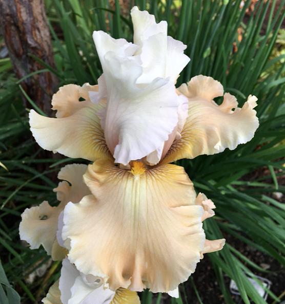 Photo of Tall Bearded Iris (Iris 'Champagne Elegance') uploaded by MaryDurtschi