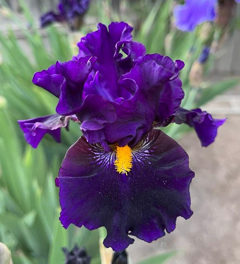 Photo of Border Bearded Iris (Iris 'Lady of the Night') uploaded by MaryDurtschi