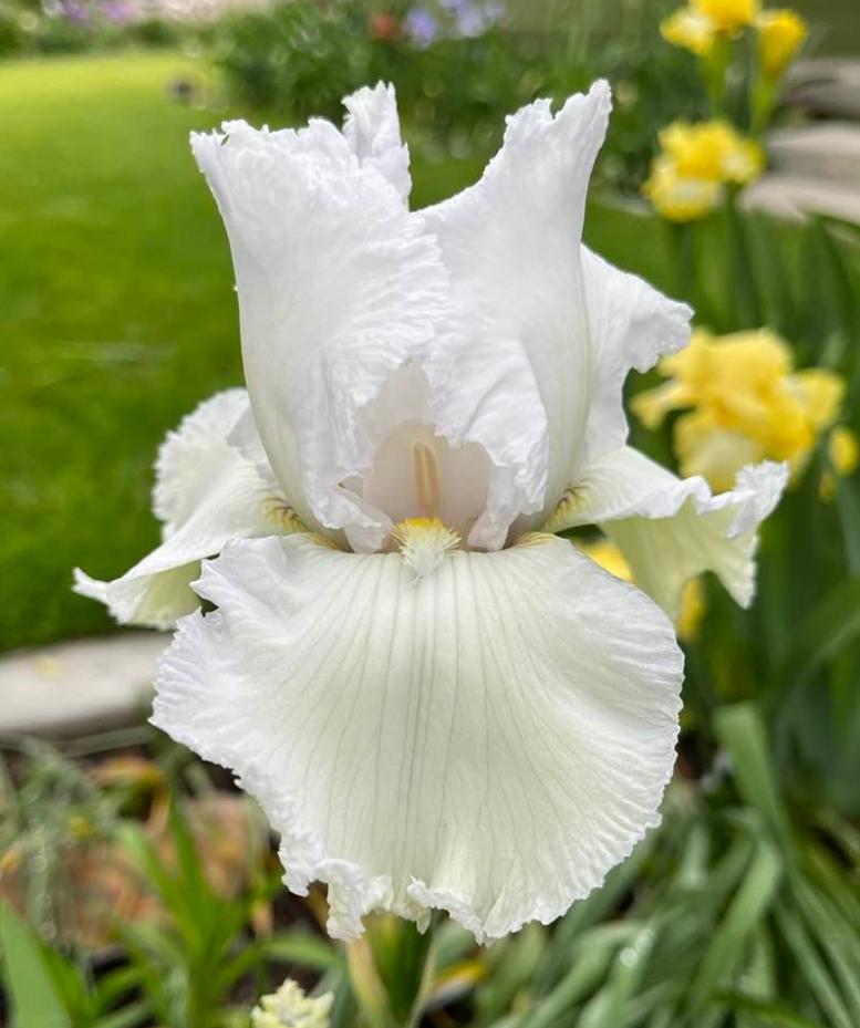 Photo of Tall Bearded Iris (Iris 'Lacy Snowflake') uploaded by MaryDurtschi