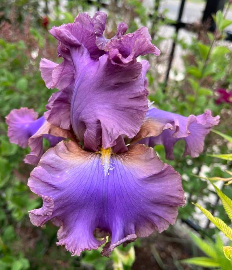 Photo of Tall Bearded Iris (Iris 'French Lavender') uploaded by MaryDurtschi