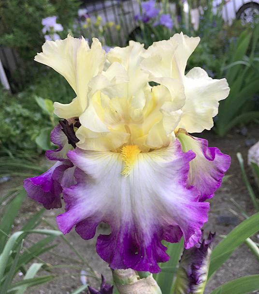 Photo of Tall Bearded Iris (Iris 'Day on the Bay') uploaded by MaryDurtschi