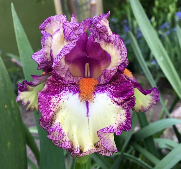 Photo of Intermediate Bearded Iris (Iris 'Intoxicating') uploaded by MaryDurtschi