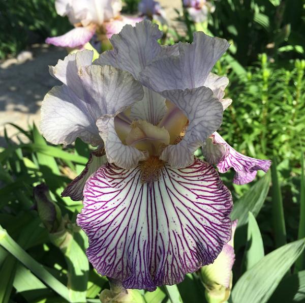 Photo of Tall Bearded Iris (Iris 'Piccadilly Circus') uploaded by MaryDurtschi