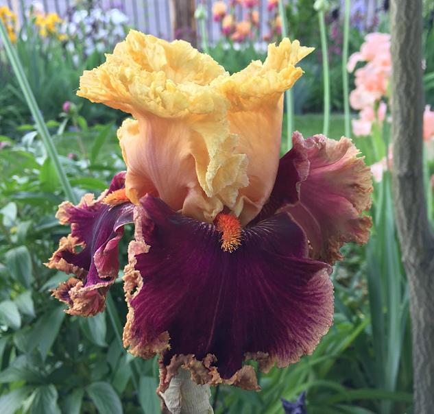 Photo of Tall Bearded Iris (Iris 'Decadence') uploaded by MaryDurtschi