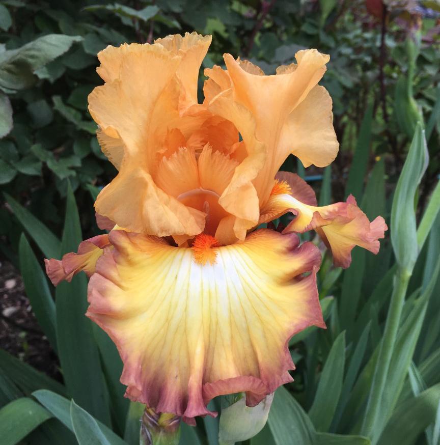 Photo of Tall Bearded Iris (Iris 'Oil Painting') uploaded by MaryDurtschi